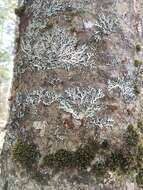 Image of shield lichen