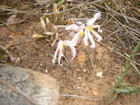 Image of Gethyllis villosa (Thunb.) Thunb.