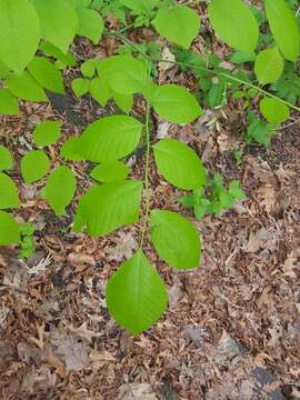 Image of yellowwood