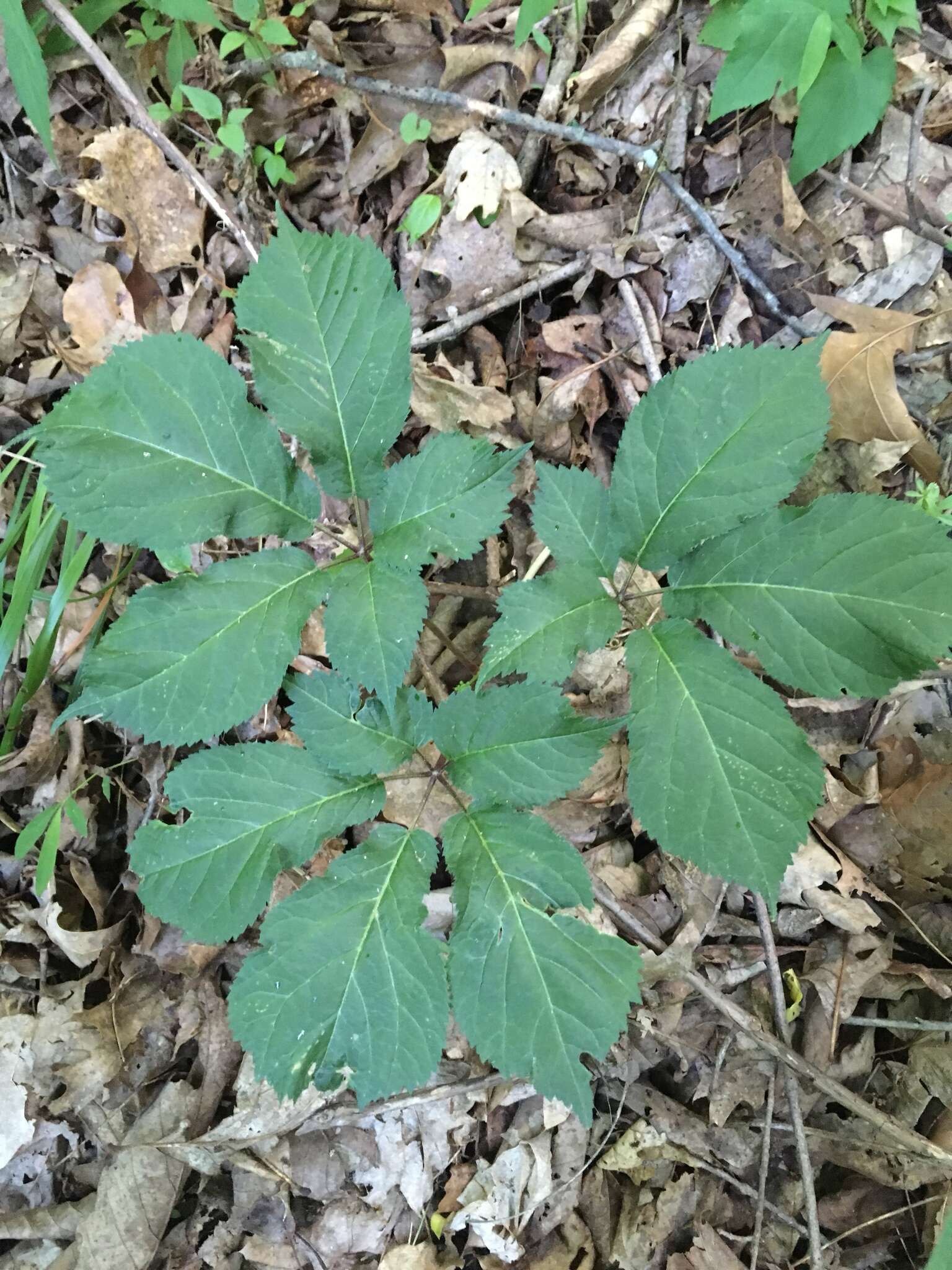 Panax quinquefolius L. resmi