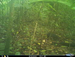 Image of Mexican Agouti