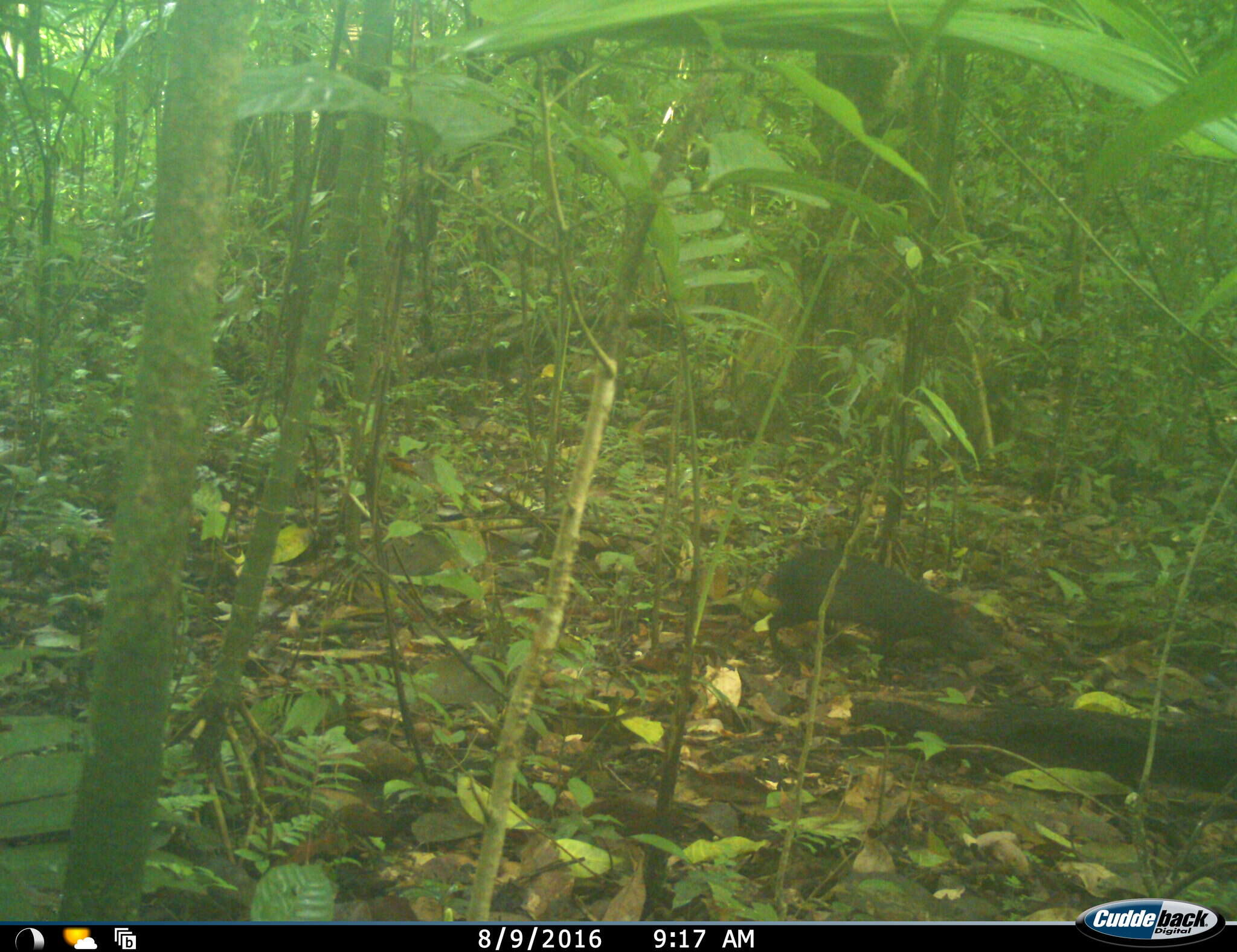 Image of Mexican Agouti