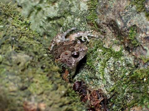 Image of Butler's Rice Frog