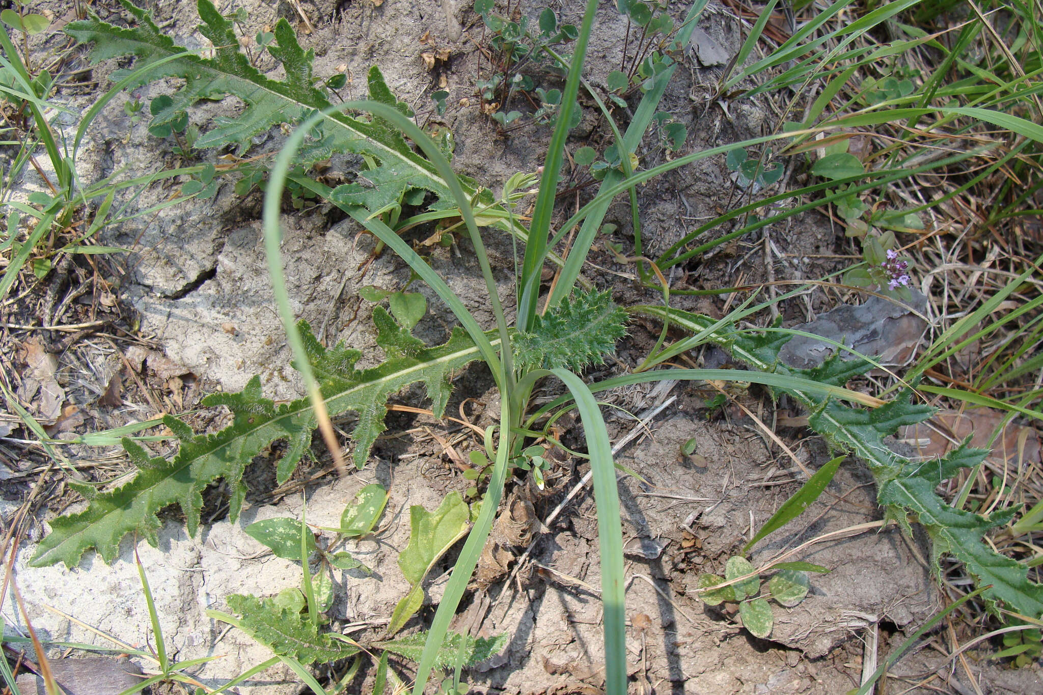 Image of Tuberous Thistle