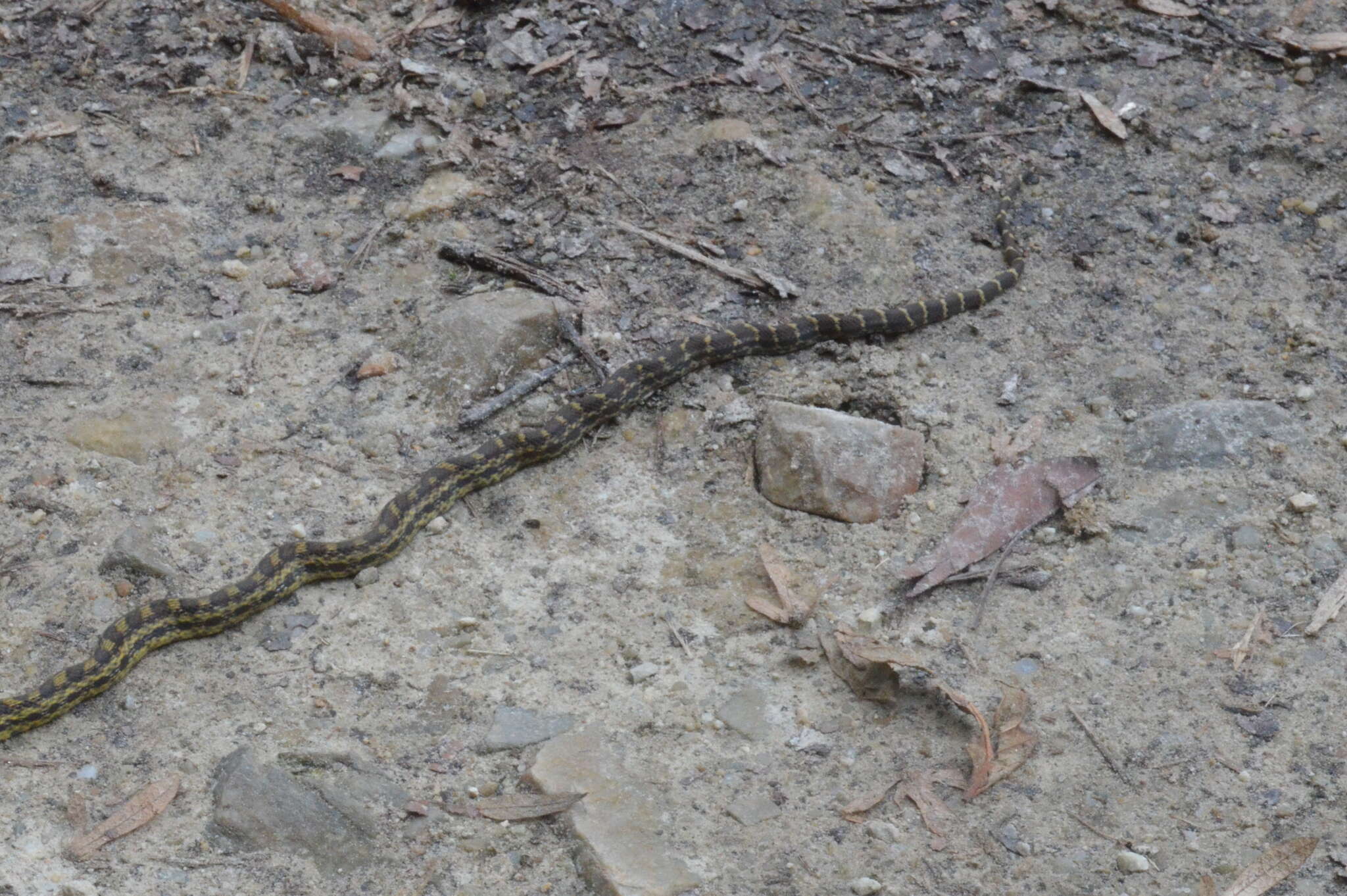 Image of Eastern Trinket Snake