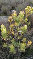 Plancia ëd Leucadendron strobilinum (L.) Druce