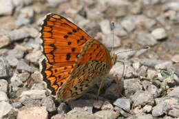 Image de Melitaea arduinna kocaki Wagener & Gross 1976