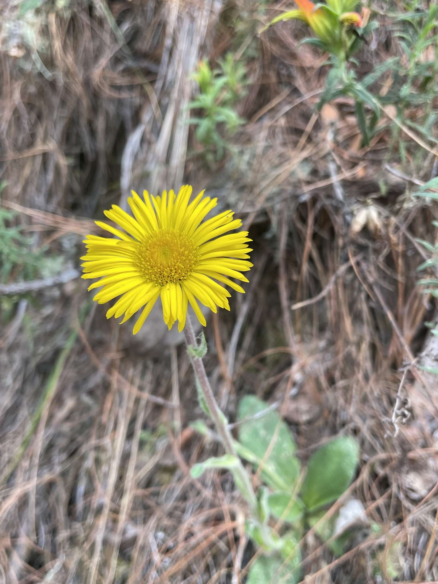 Imagem de Osbertia stolonifera (DC.) Greene