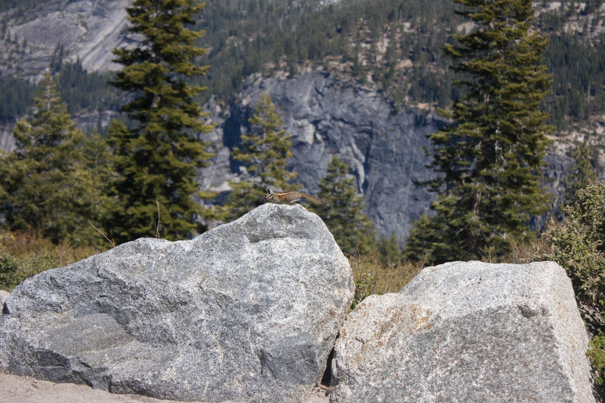 Image of lodgepole chipmunk