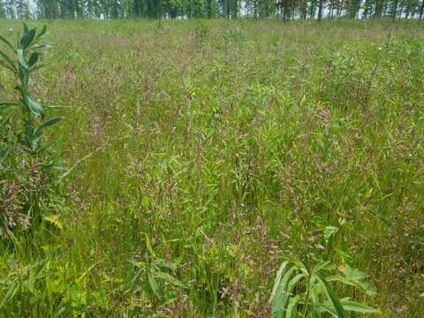 Imagem de Agrostis gigantea Roth