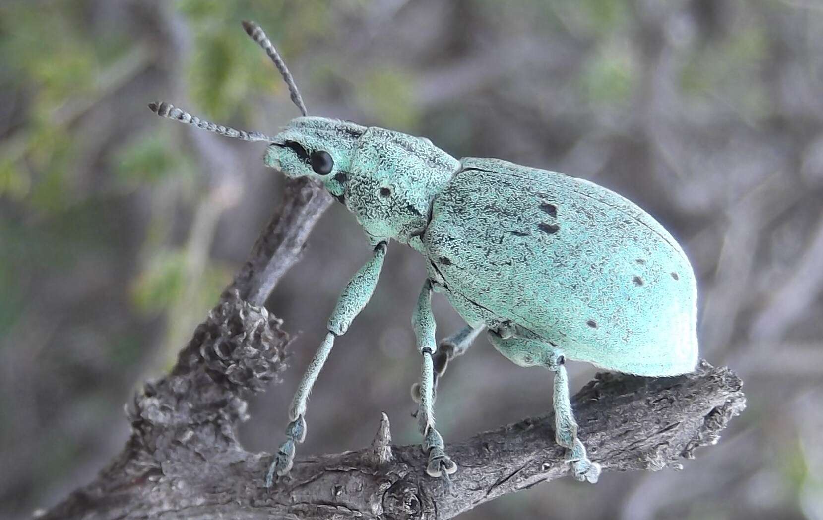 Image of Ericydeus forreri Champion 1911