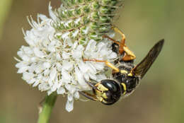 Image of Philanthus sanbornii Cresson 1865