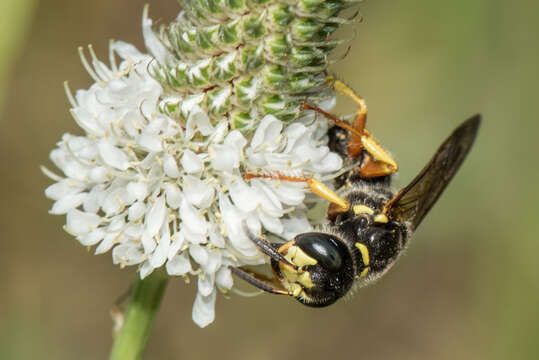 Image of Philanthus sanbornii Cresson 1865