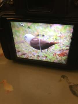 Image of White-headed Munia