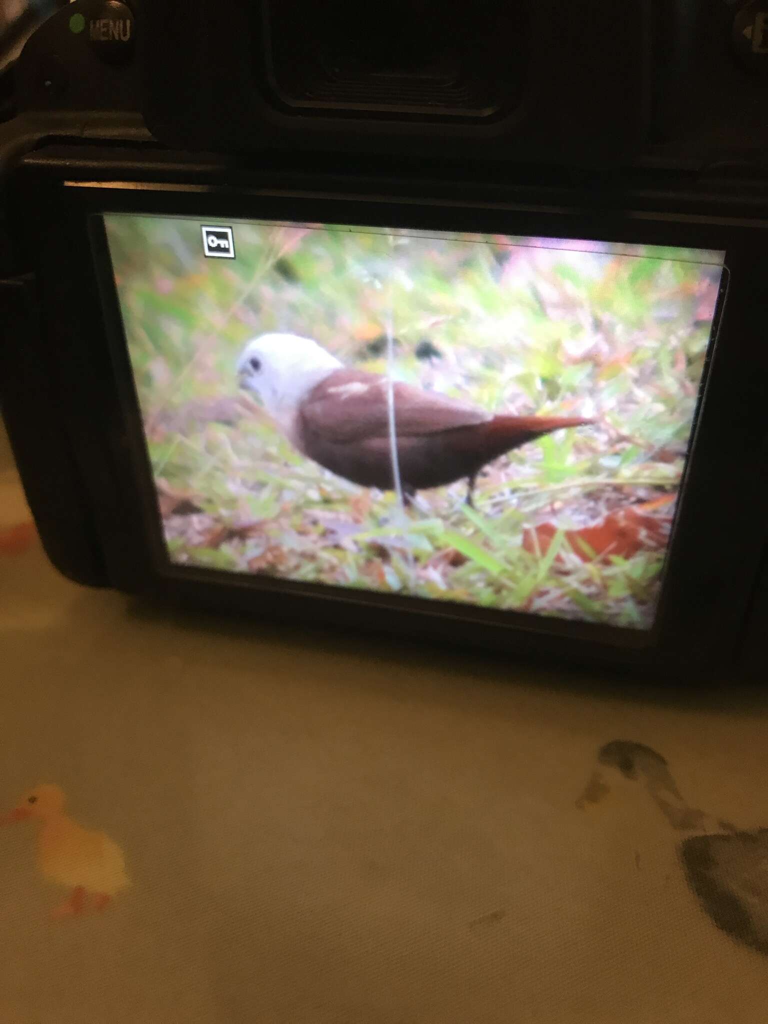 Image of White-headed Munia