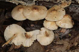 Image of Leucoagaricus dacrytus Vellinga 2010