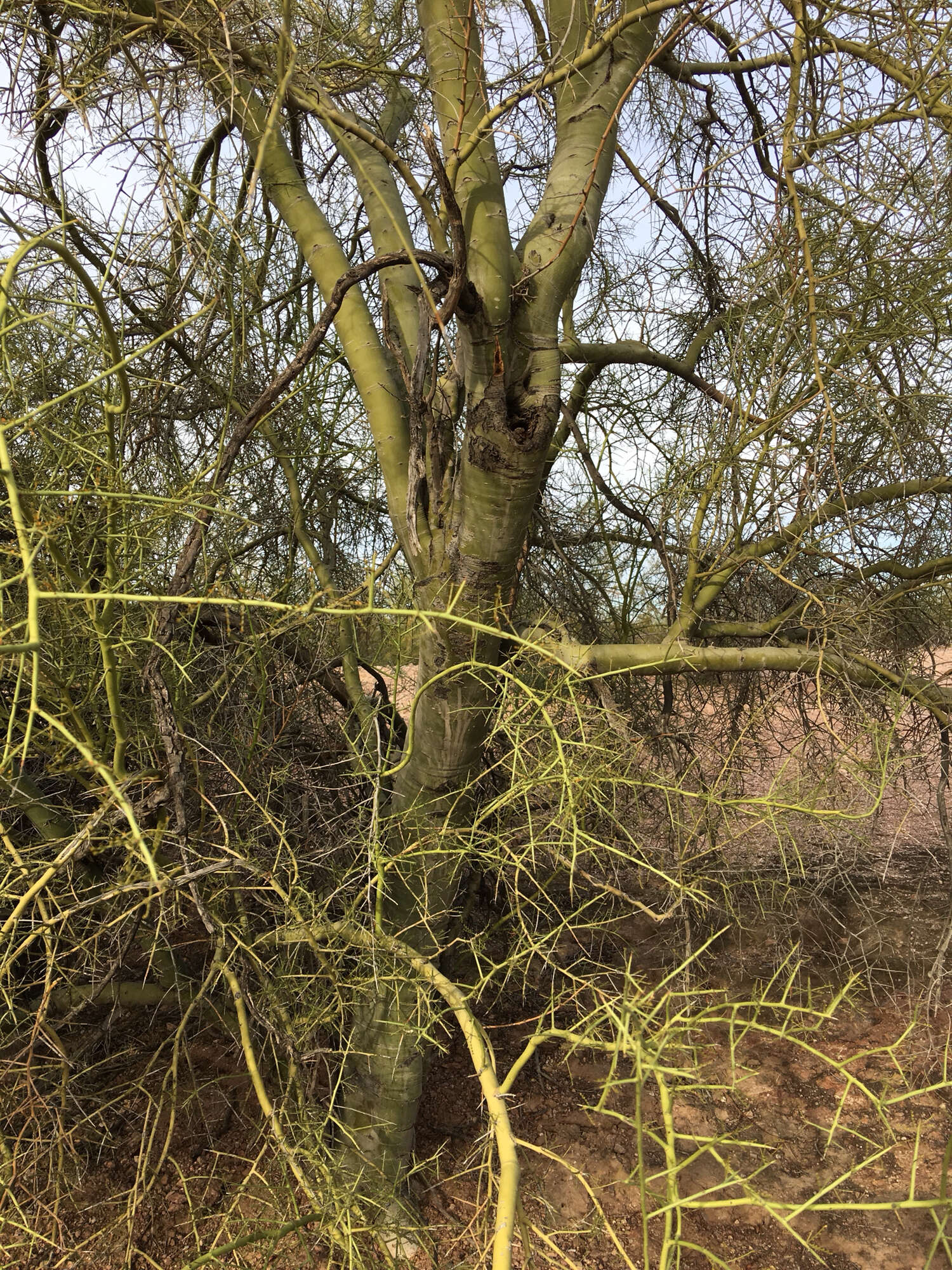 Image of yellow paloverde