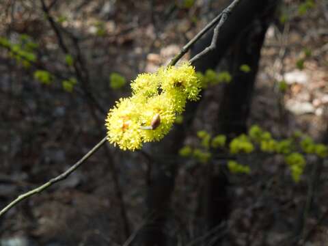 Image of Lindera obtusiloba Bl.