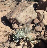 Image of Cotyledon orbiculata var. dactylopsis Tölken