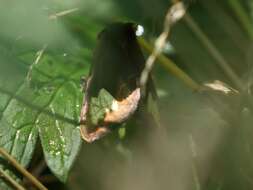 Image of scarce burnished brass