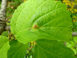 Image of Witch Hazel Cone Gall Aphid