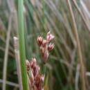 Image of needlegrass rush