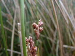 Image of needlegrass rush