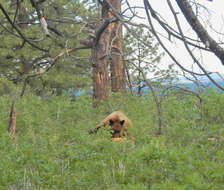 Image of Cinnamon bear