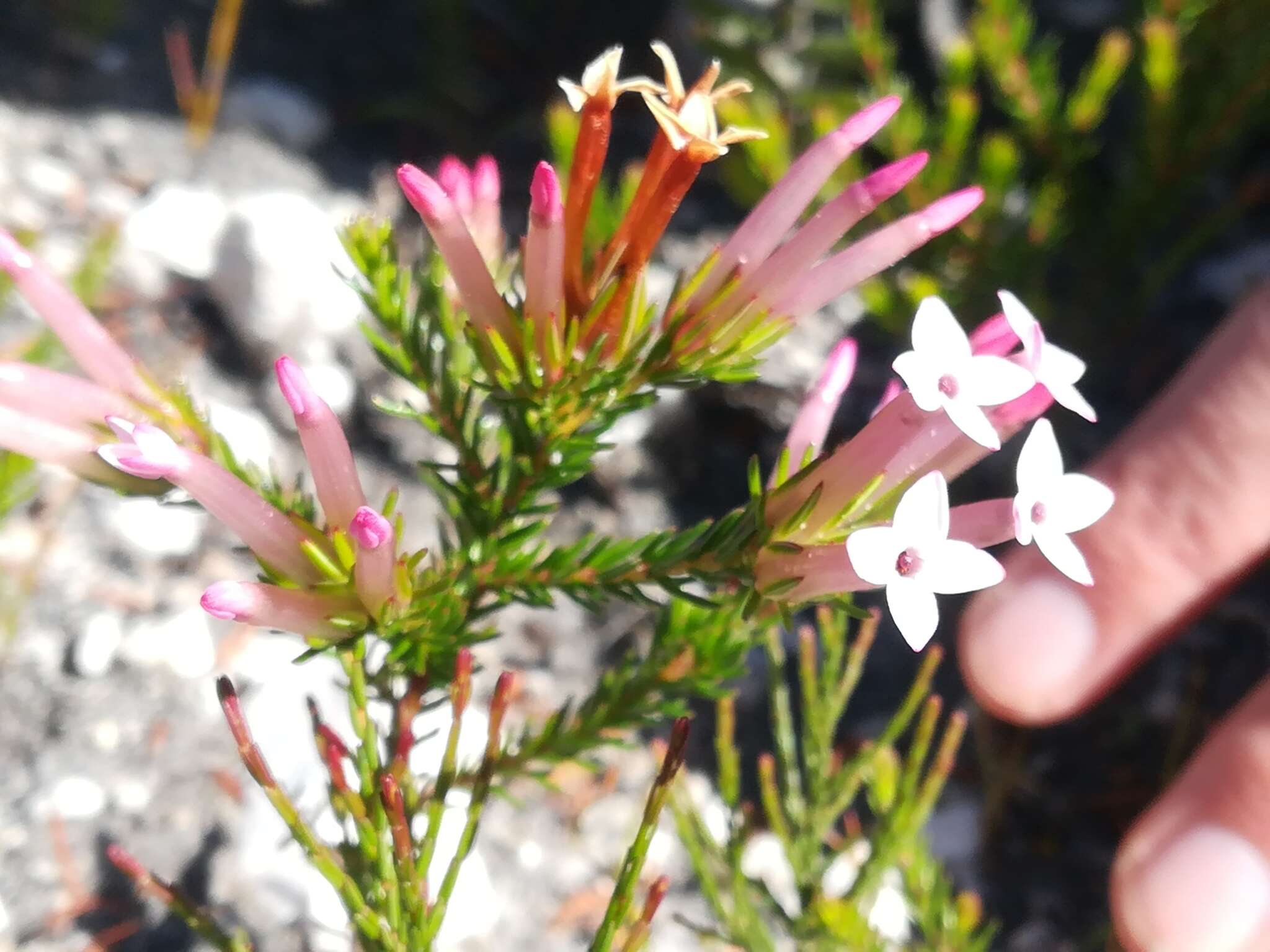 Image of Erica infundibuliformis Bartl.