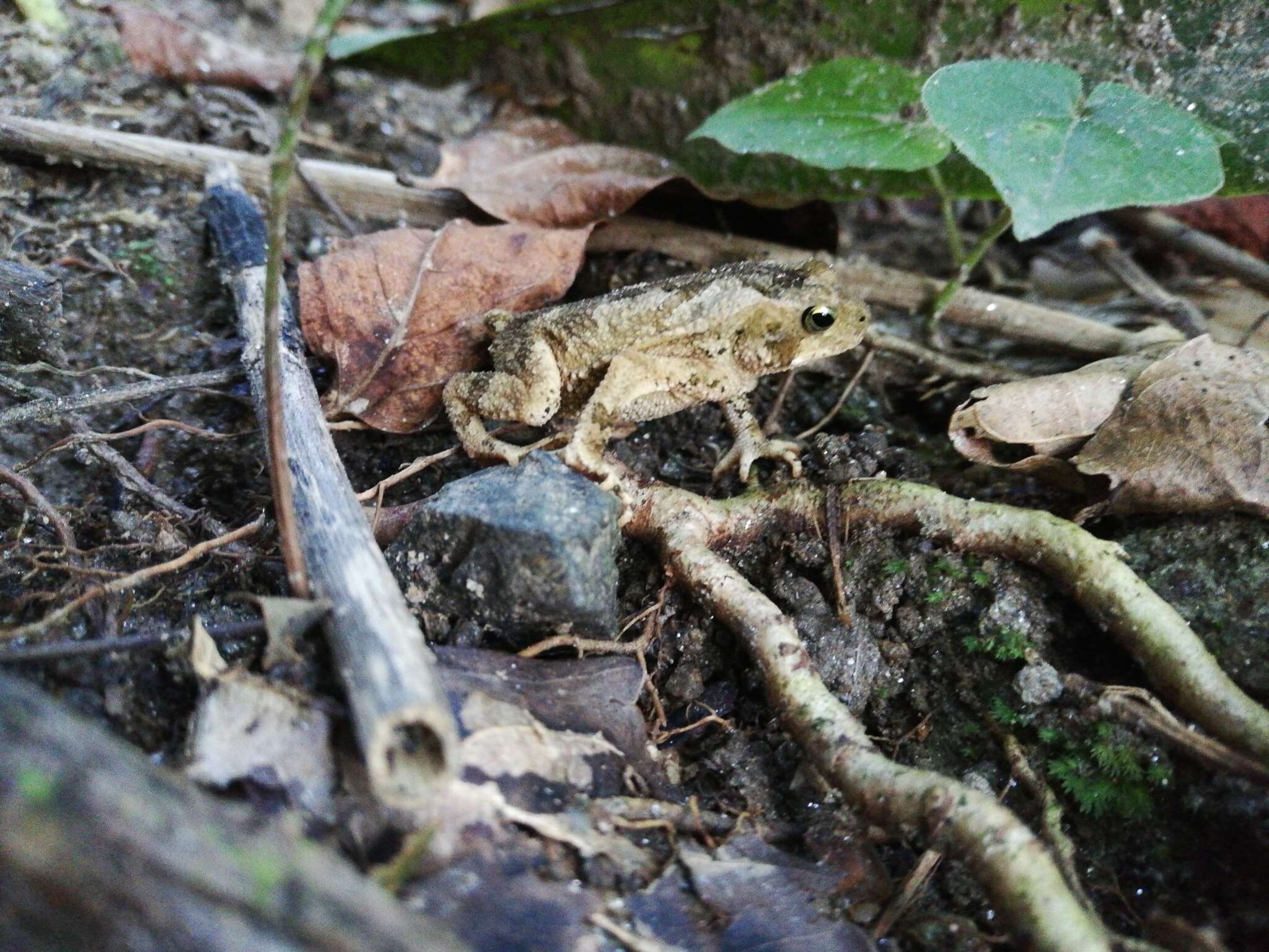 Image of Rhinella sternosignata (Günther 1858)