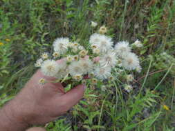 Plancia ëd Erigeron acris subsp. podolicus (Bess.) Nym.