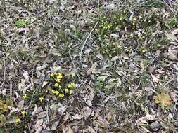 Image of Conostylis setigera R. Br.