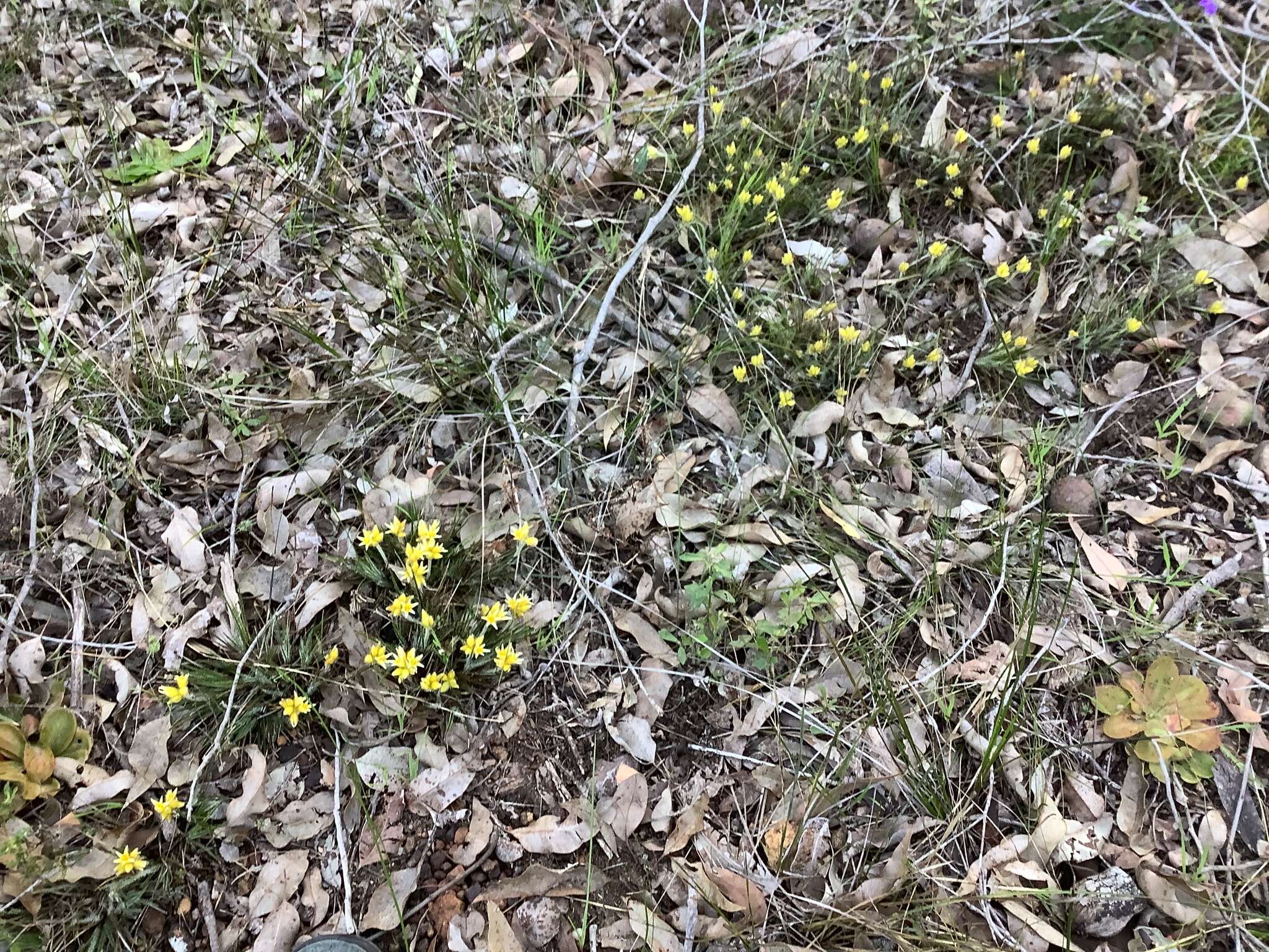 Image de Conostylis setigera R. Br.