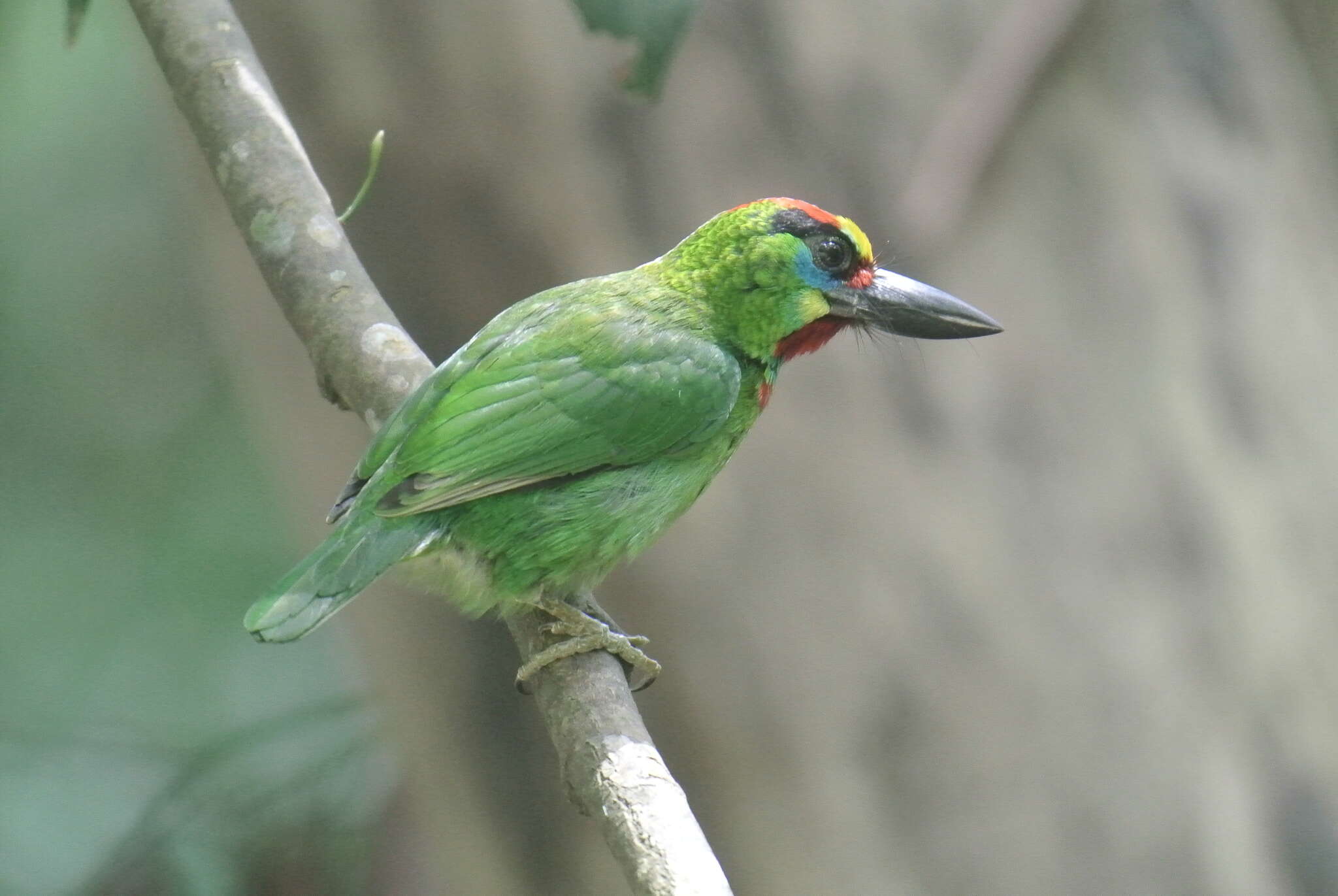 Image of Red-throated Barbet