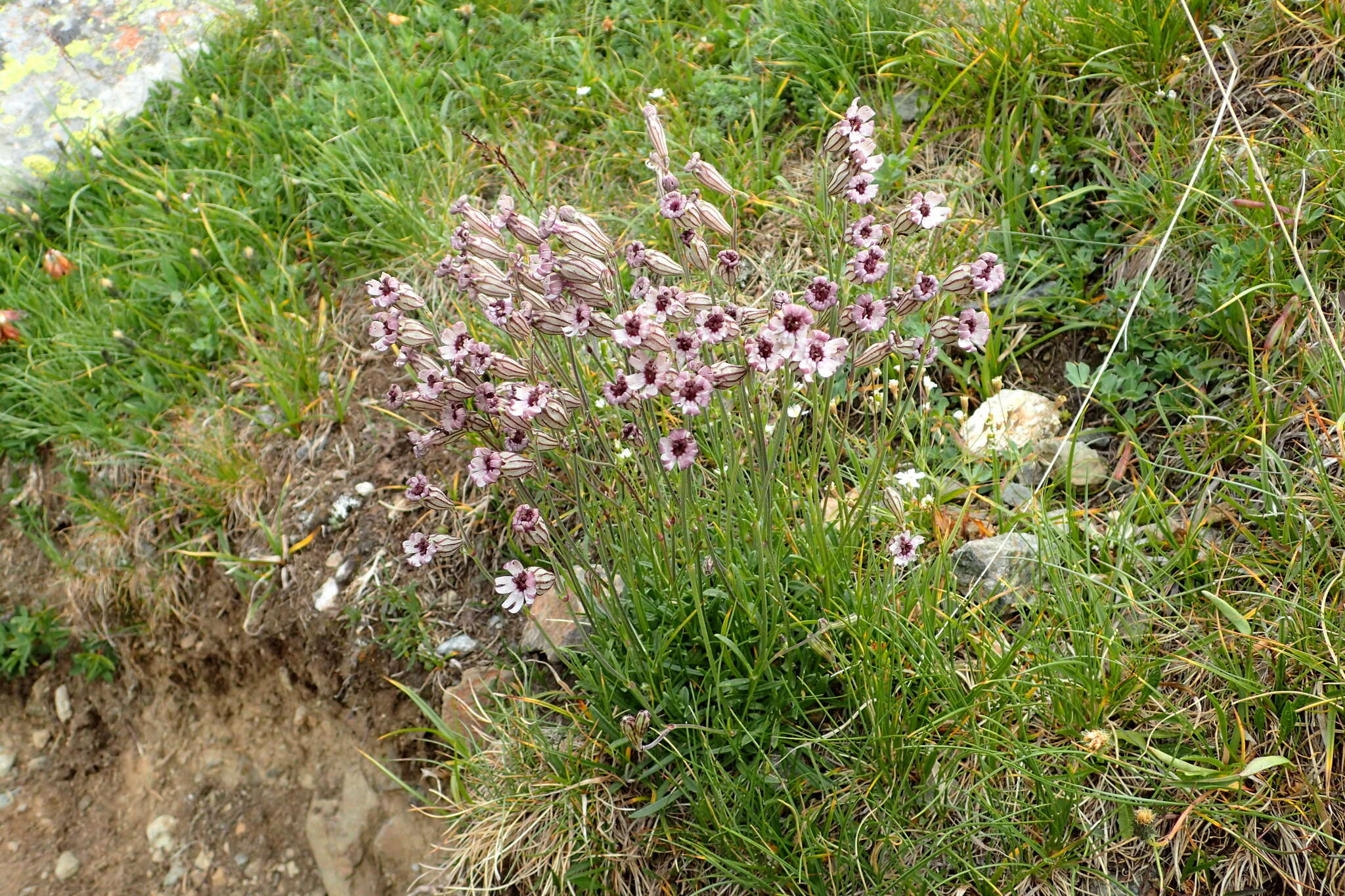 Imagem de Silene ciliata Pourret