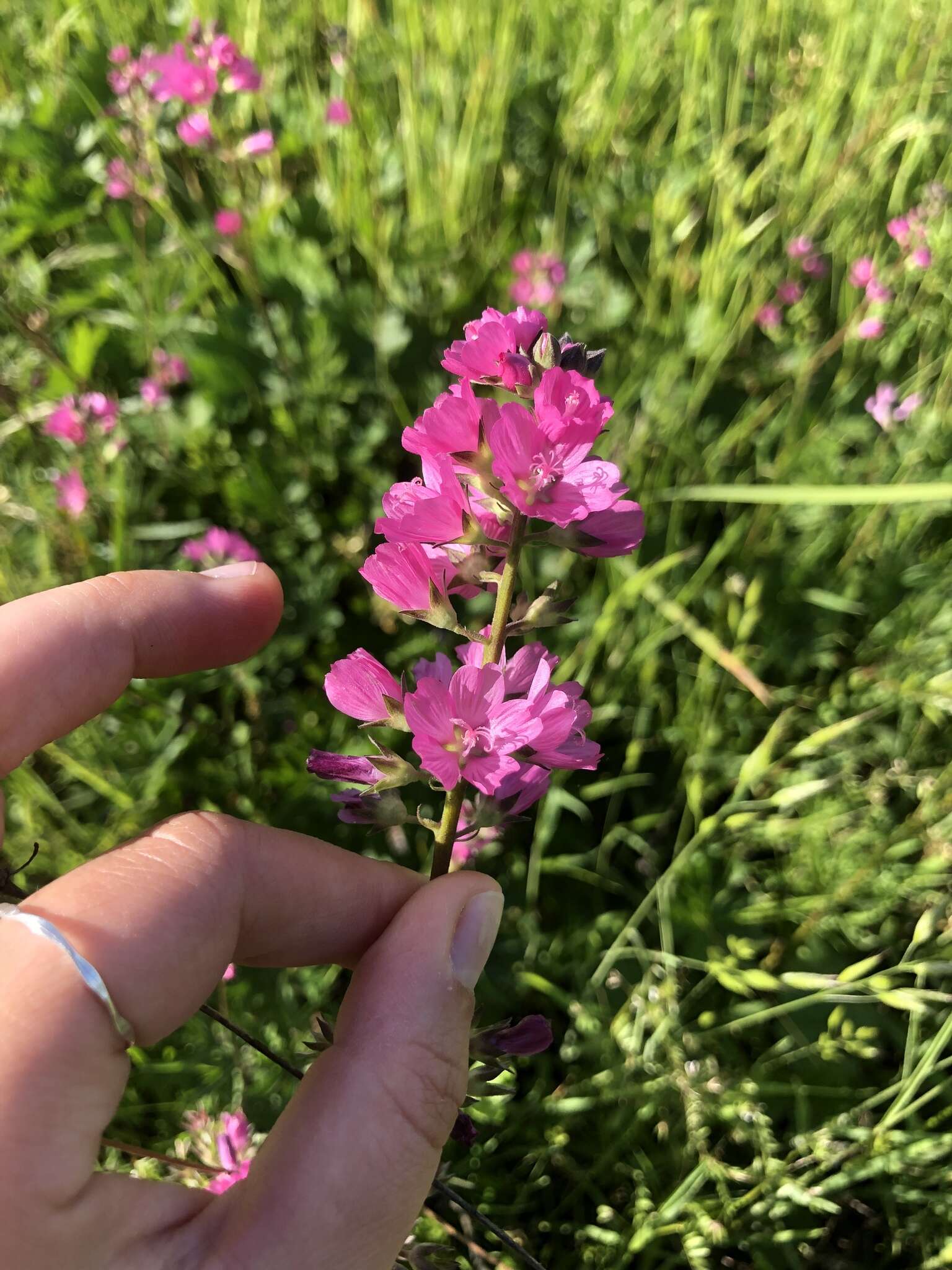 Plancia ëd Sidalcea nelsoniana Piper