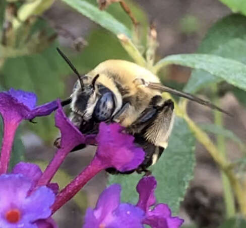 Sivun Anthophora walshii Cresson 1869 kuva