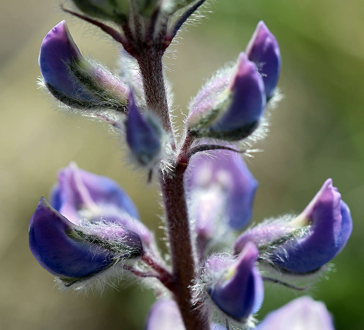 Sivun Lupinus nevadensis A. Heller kuva