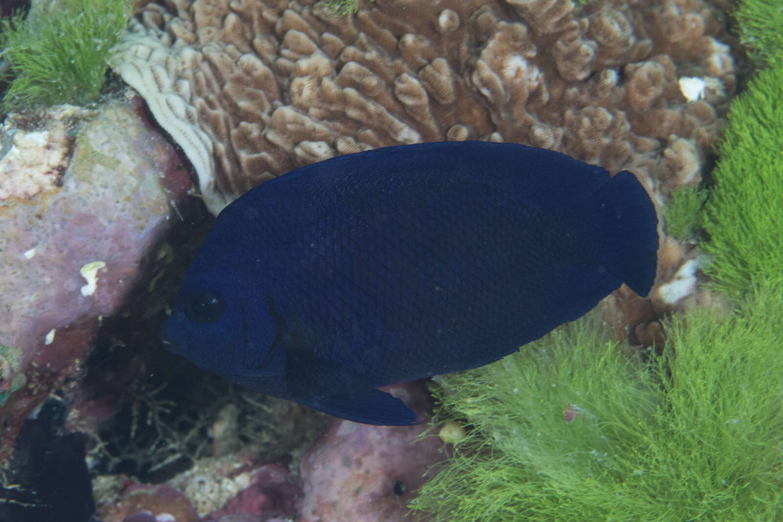 Image of Blue Velvet Angelfish