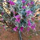 Image de Eremophila forrestii F. Muell.