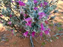 Image of Eremophila forrestii F. Muell.