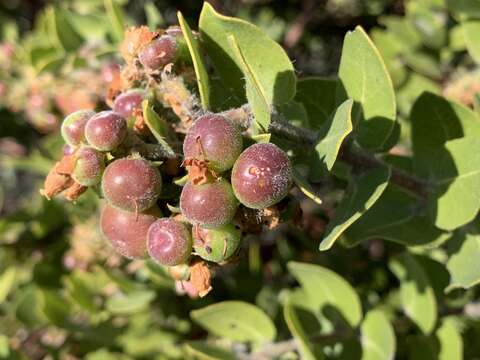 Image of whitehair manzanita