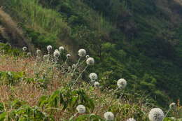 Plancia ëd Echinops sahyadricus