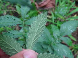 Image of soft agrimony