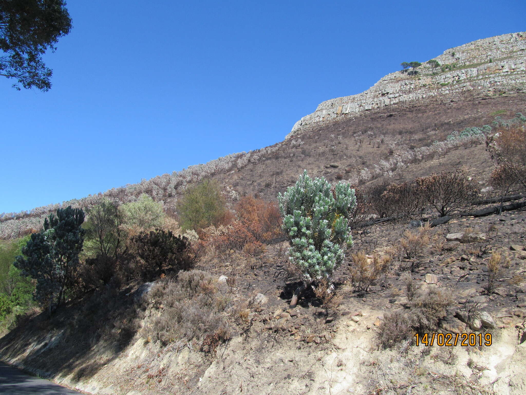 Image de Leucadendron argenteum (L.) R. Br.