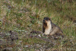 Image of Black-capped Marmot