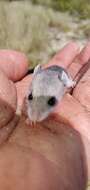 Image of florida mouse