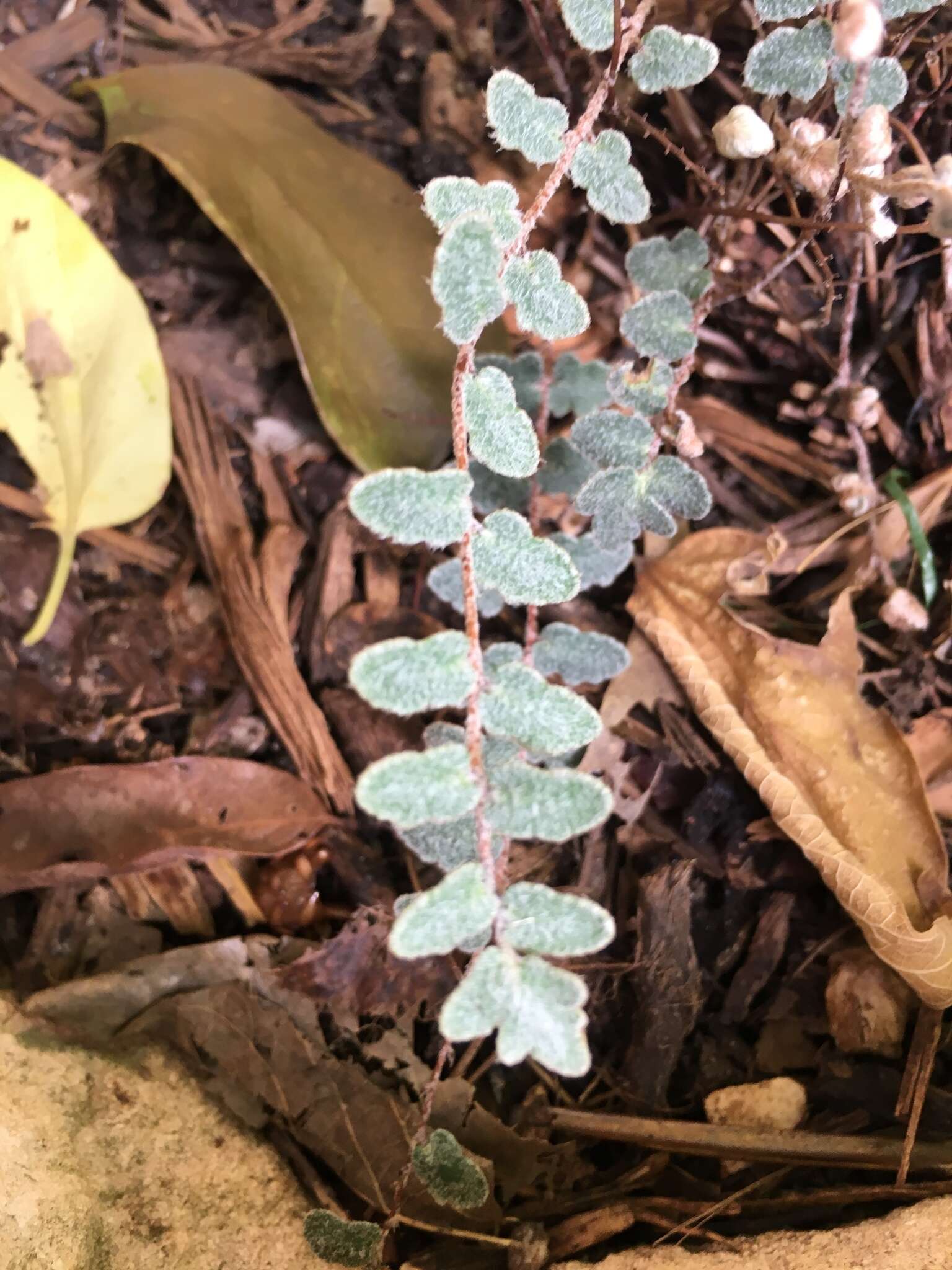 Image of hybrid cloakfern