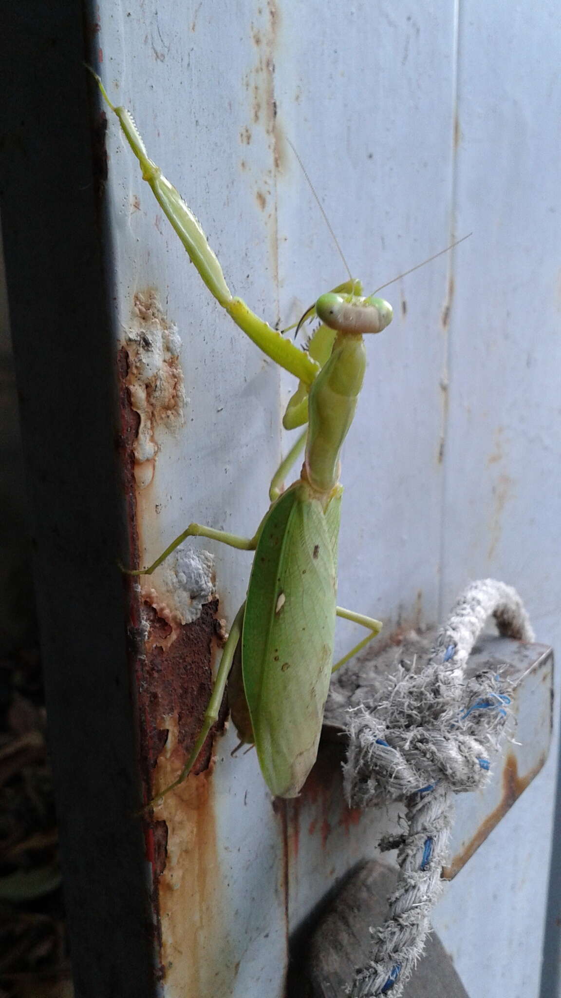 Image of Giant Asian Mantis