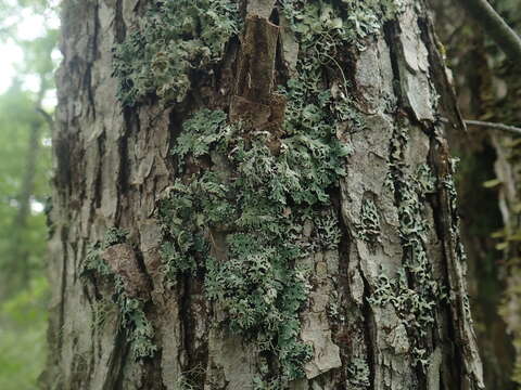 Image of anzia lichen